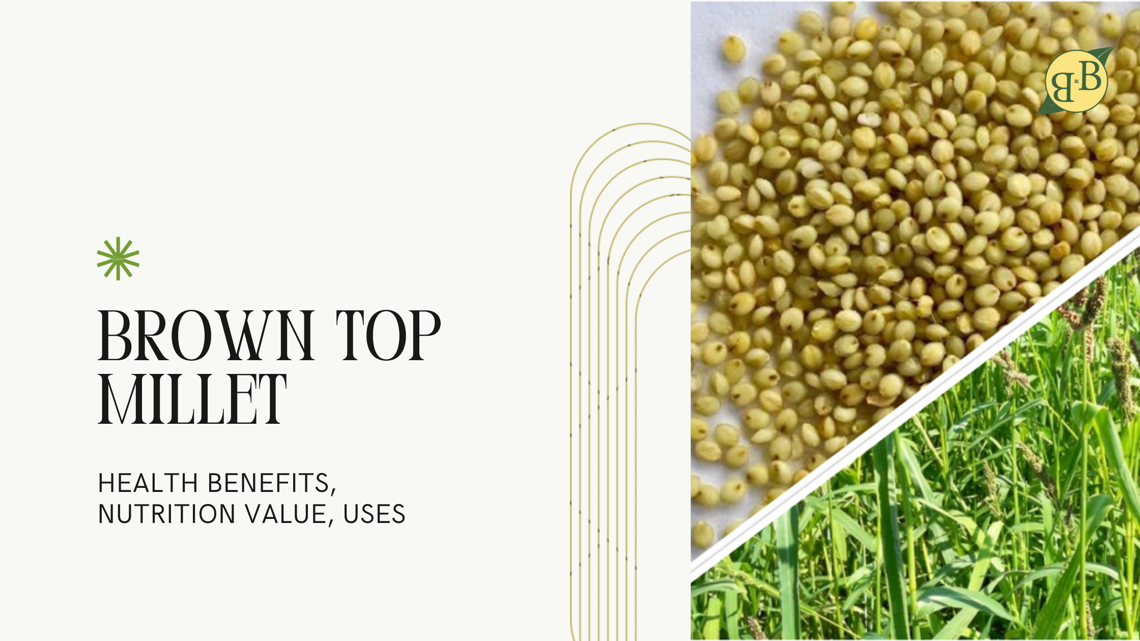 Brown Top Millet Health Benefits, Nutrition Value, Uses B&B Organics