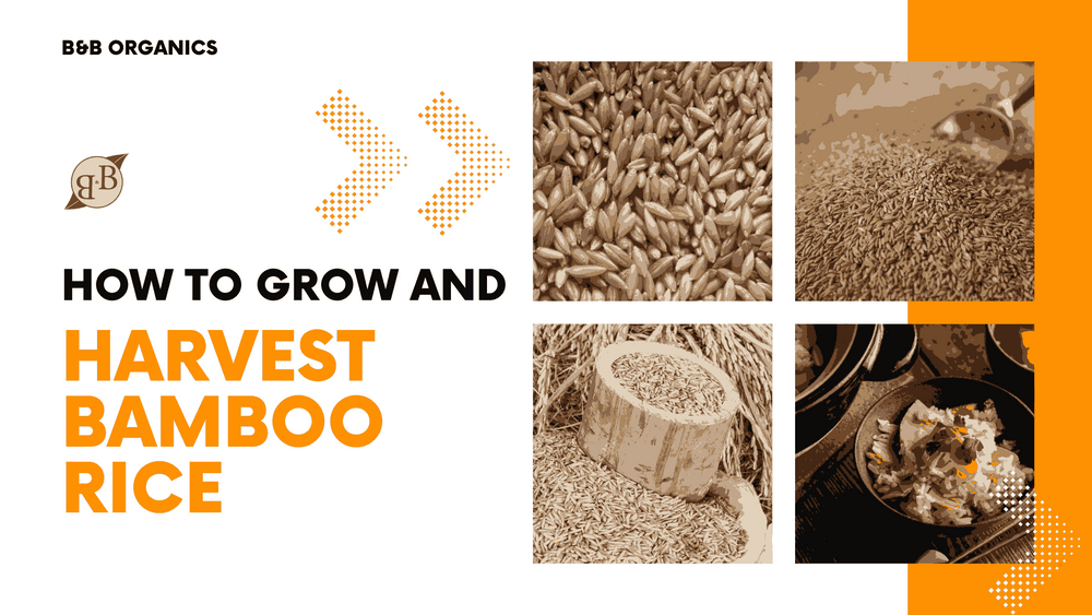 How to Grow and Harvest Bamboo Rice