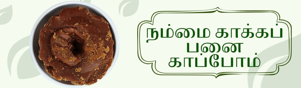 நம்மை காக்கப் பனை காப்போம்