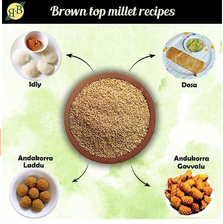Brown Top Millet