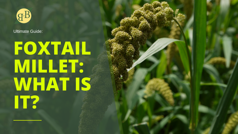 Foxtail millet: what is it?