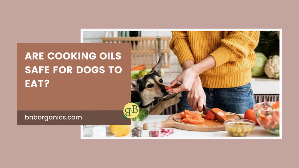 Is canola oil okay for dogs best sale