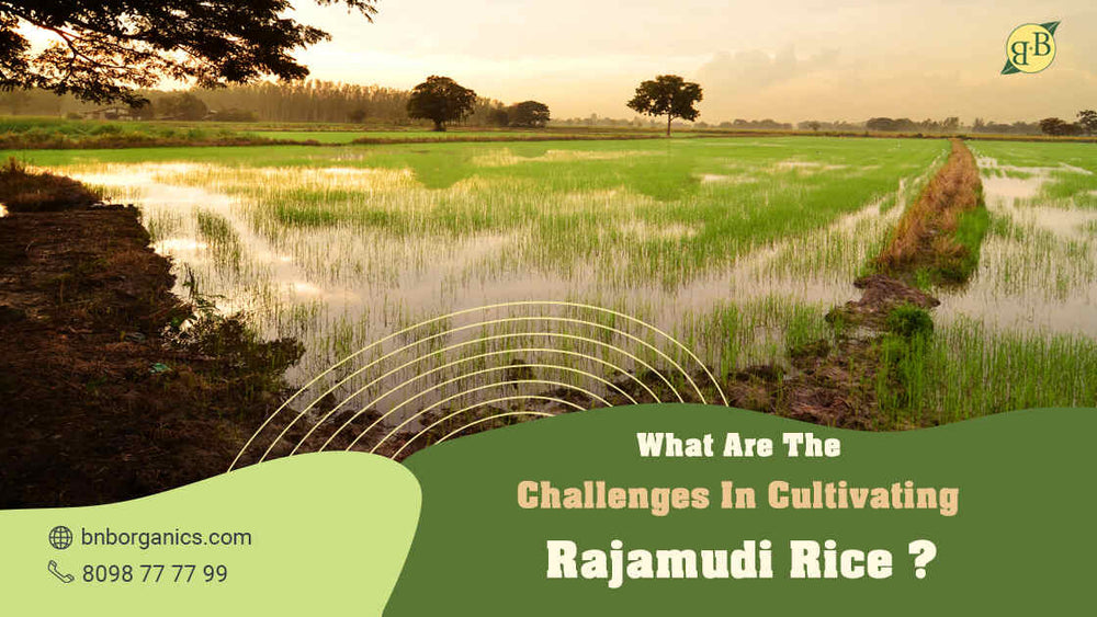 What are the challenges in cultivating Rajamudi Rice?