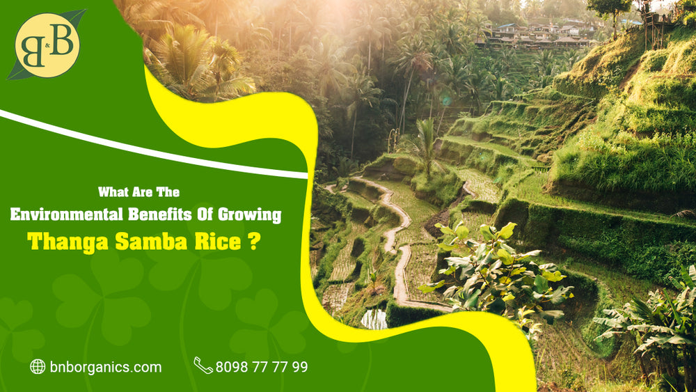 What are the environmental benefits of growing Thanga Samba rice?