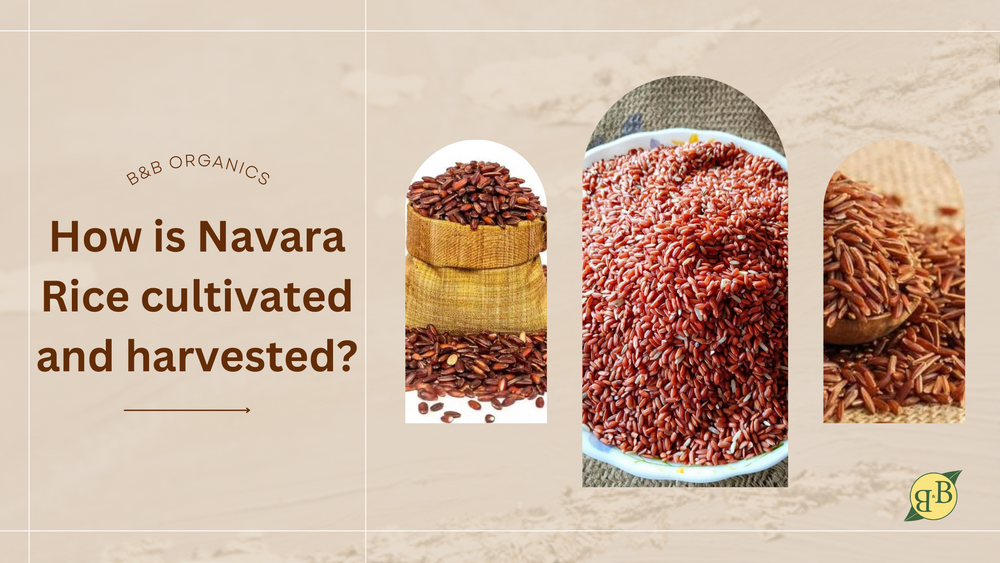 How is Navara Rice cultivated and harvested?