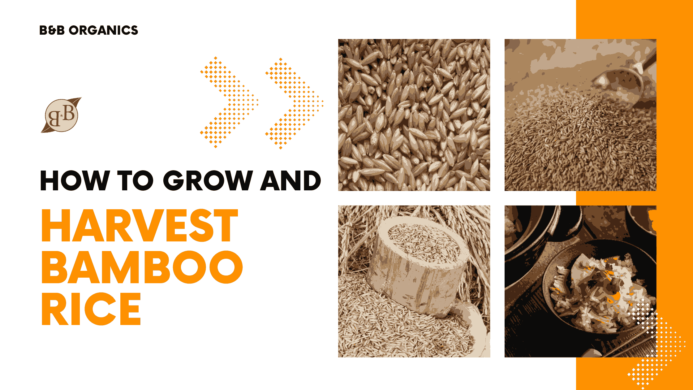 Bamboo Rise How to Grow and Harvest Bamboo Rice – B&B Organics