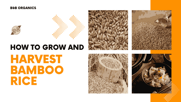 How to Grow and Harvest Bamboo Rice – B&B Organics