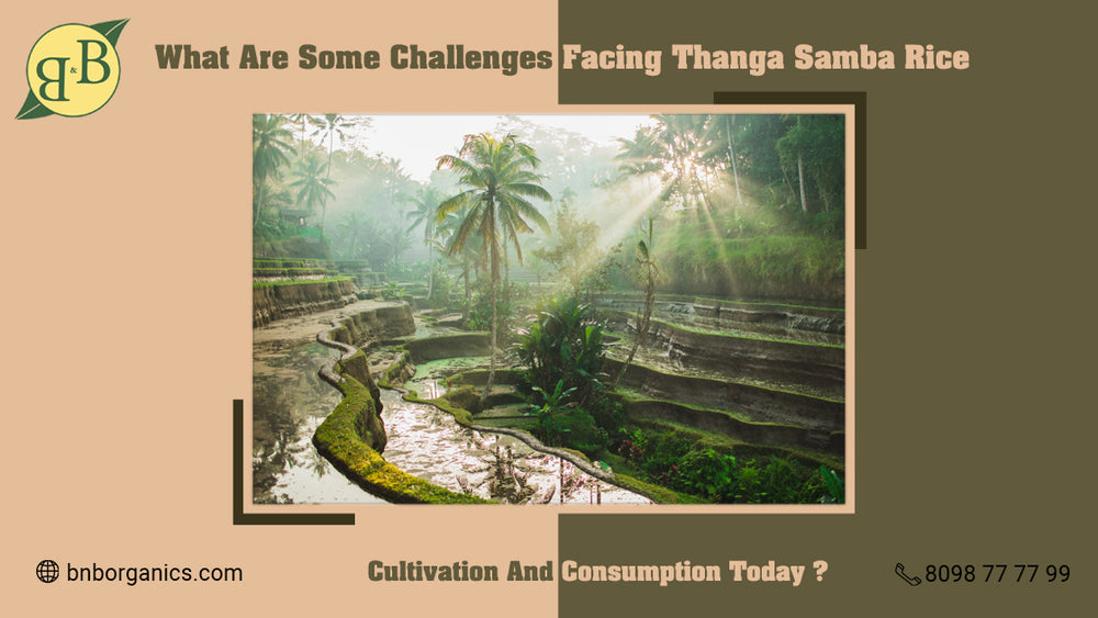 What are some challenges facing Thanga Samba rice cultivation and consumption today?