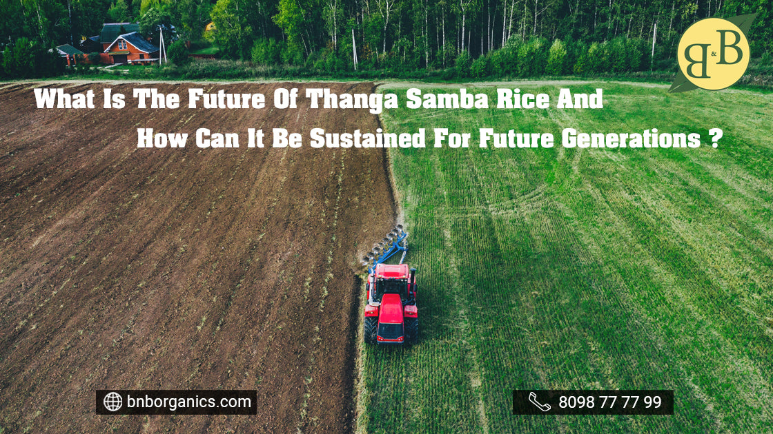 What Is The Future Of Thanga Samba Rice? – B&B Organics